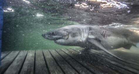 15,240-Pound Great White Shark: Largest Recorded in History