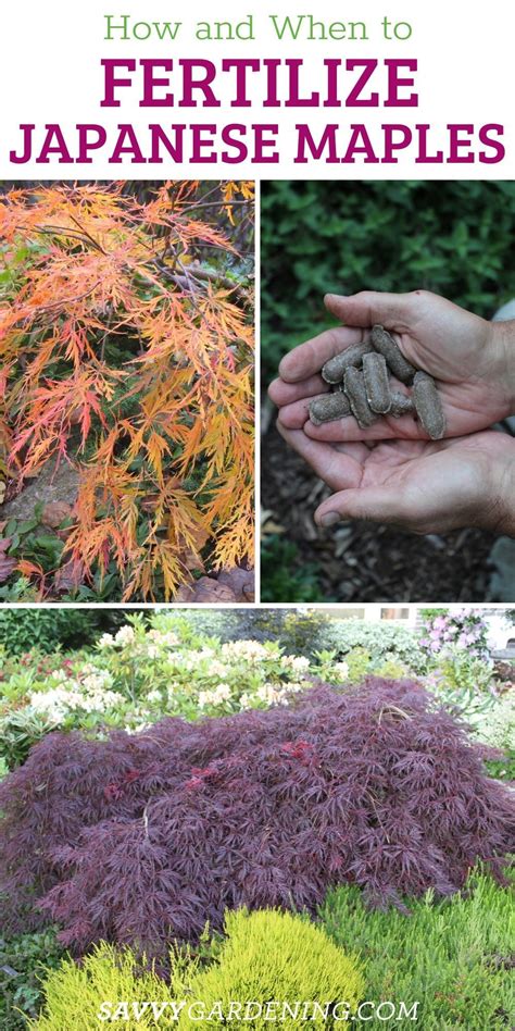 15 Awesome Japanese Maple Fertilizer Tips That Will Make Your Tree Thrive