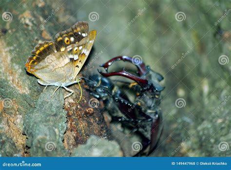 15 Breathtaking Facts About the Emperor Beetle