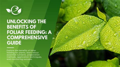 15 Comprehensive Benefits of Foliar Feed Fertilizers: A Guide for Optimal Plant Health