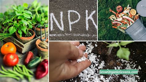 15 Extraordinary Organic NPK Fertilizers That Will Transform Your Garden