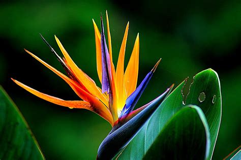 15 Fascinating Facts About Birds of Paradise Flowers