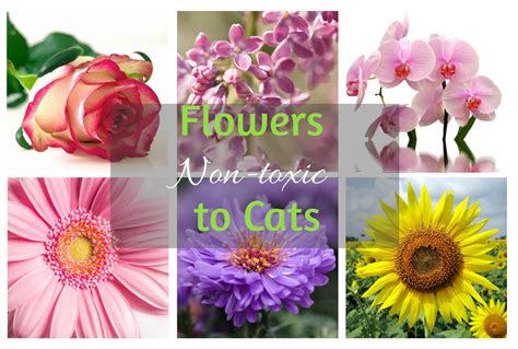 15 Flowers Not Poisonous to Cats: Safe Beauties for Your Feline Friends