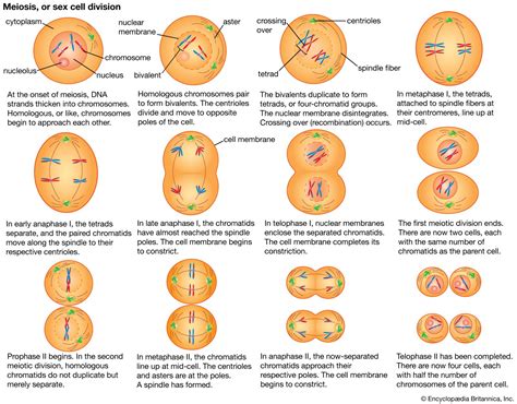 15 Meiosis Basic Concepts Answers Reader