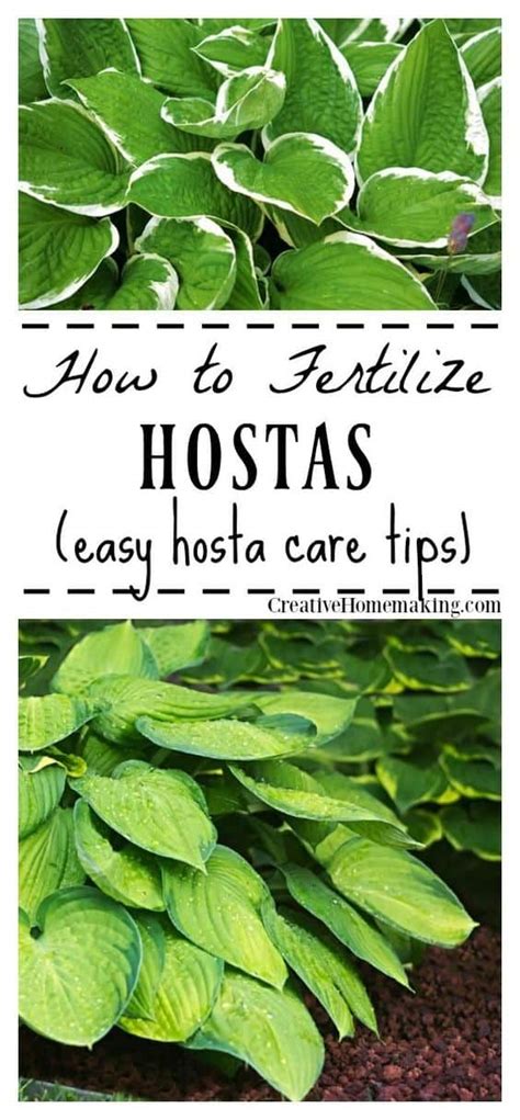 15 Steps for Fertilizing Hostas: Nurture Your Green Giants