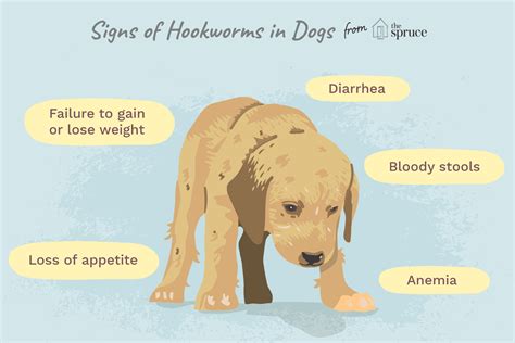 15 Symptoms of Hookworms in Dogs