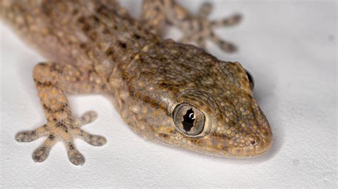 15 Ultimate Hacks to Keep Lizards Out of Your Home in 2025