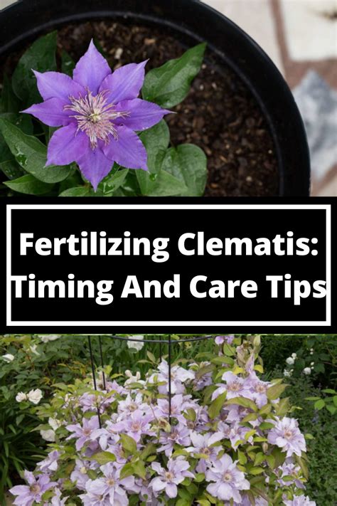 15 Vital Tips for Fertilizing Clematis for Explosive Blooms