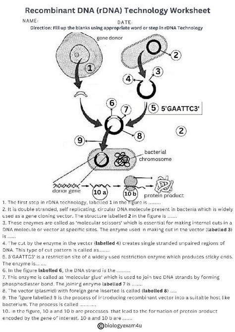 152 Recombinant Dna Worksheet Answer Key PDF