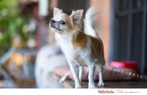 16歳チワワの飼い方とケア