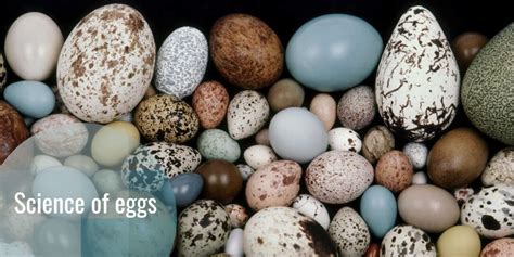 17 Fascinating Facts: Abyssal Eggs Unraveled