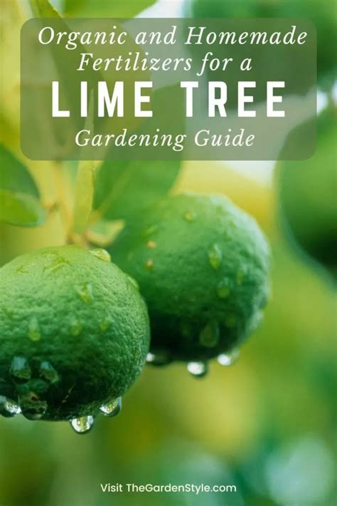 17 Tips to Optimize Lime Tree Fertilizer