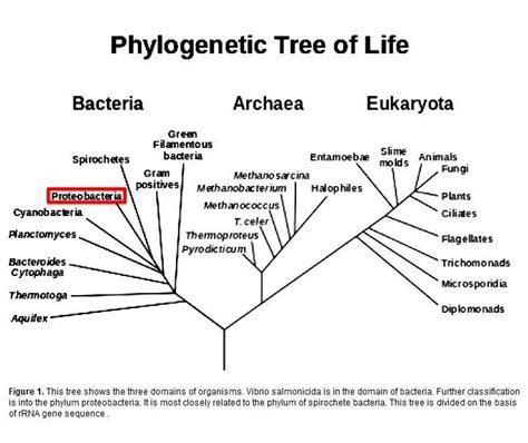 18 2 Modern Evolutionary Classification Answers Doc