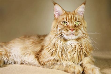 19 Maine Coon Cat Colors You Need to Know