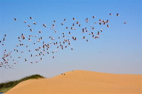 1941: The Flamingo Soars into the Desert