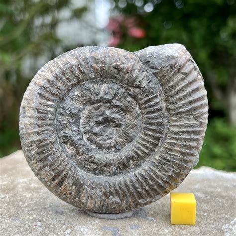 2,000+ Ammonites for Sale: A Collector's Paradise!