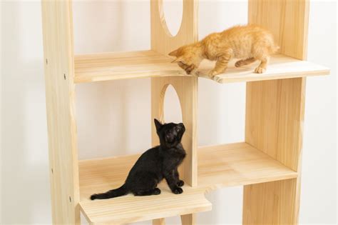 2匹の猫のためのキャットタワー：選び方とおすすめ商品