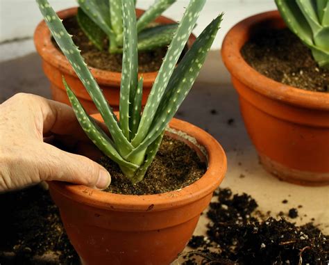 2 Essential Nutrients for Aloe Vera Growth