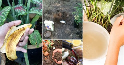 20 Amazing Fertilizer Starter Hacks That'll Supercharge Your Plants