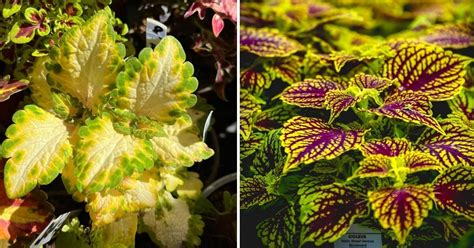 20 Amazing Home Remedies for Treating Coleus Yellowing: A Comprehensive Guide