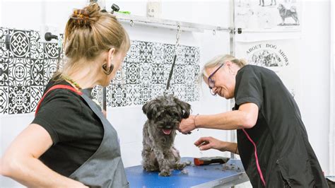 20 Essential Dog Grooming Classes for a Thriving Business