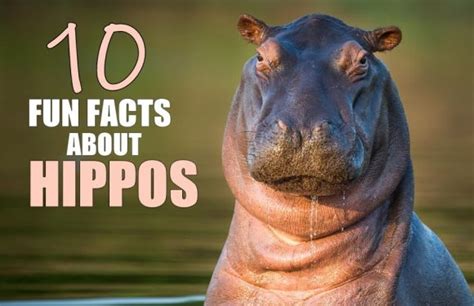 20 Fun Facts about Hippos Kindle Editon