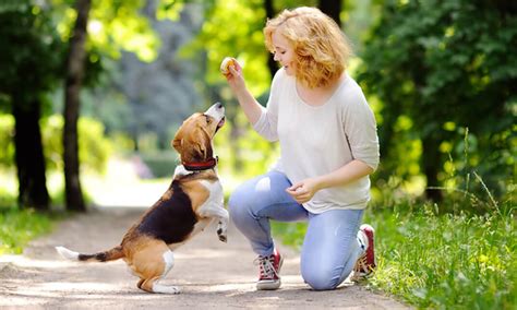 20 Unbelievable Benefits of Professional Dog Training Near Me