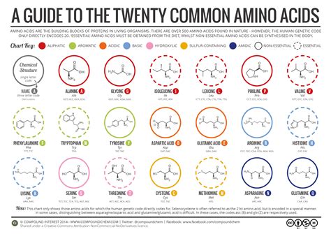 20 Amino Acid Chart