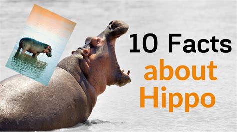 20 fun facts about hippos fun fact file PDF