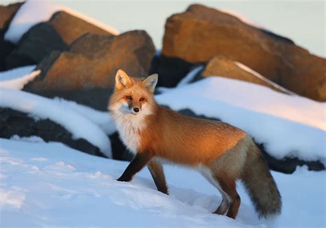 20. Red Fox