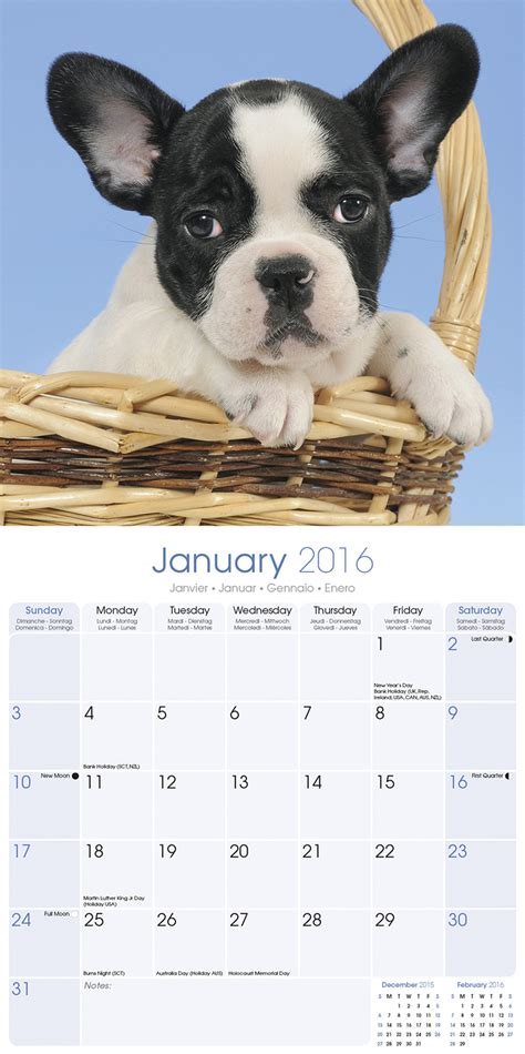 2016 just french bulldogs wall calendar Reader