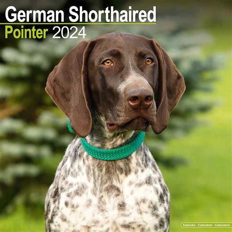 2016 just german shorthaired pointers wall calendar PDF