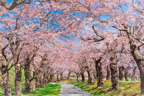 2019 北海道 櫻花季