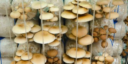 2023's Mushroom Crystals: Unlocking the Wonder of Mycology