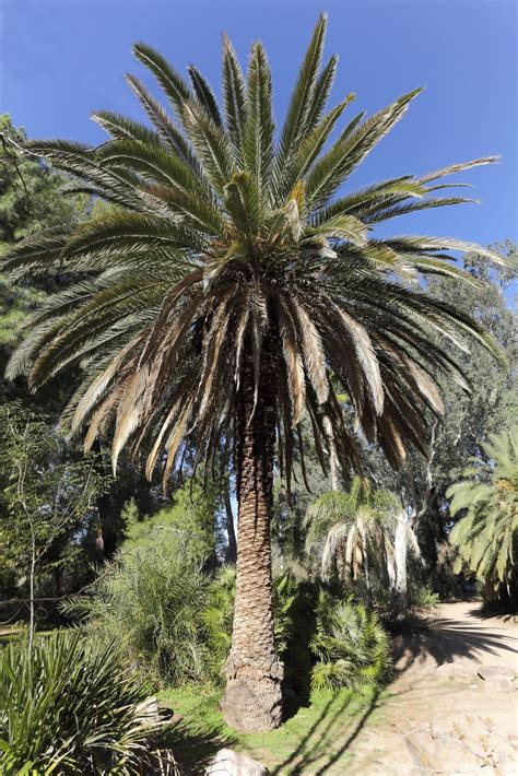 2023 Canary Island Palm Tree - Date: A Complete Guide