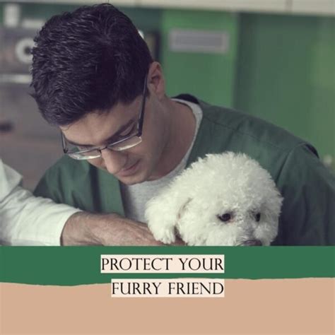 2023 Comprehensive Insurance Guide for Dog Owners: Protect Your Furry Friend