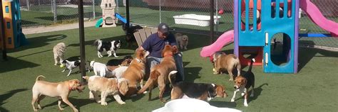 2023 Doggy Daycare Las Vegas: A Comprehensive Guide