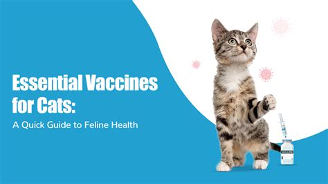 2023 Felv Vaccine Guide: 5 Essential Facts Every Cat Owner Should Know