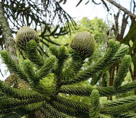 2023 Guide: Monkey Puzzle Tree Purchase in 10 Essential Steps