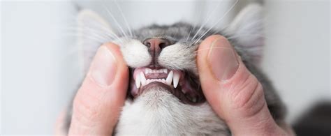 2023 Guide: Understanding Dental Disease in Cats