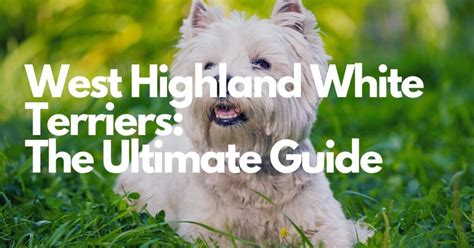 2023 Guide to the Terrier & Schnauzer Mix: Meet the Schnauzerrier!