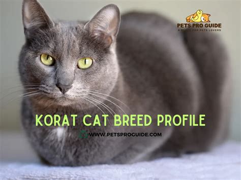 2023 Korat Cat for Sale: A Comprehensive Guide to Finding Your Perfect Feline Friend