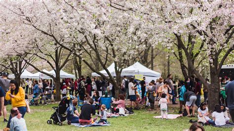 2023 Sakura Festival in Cedar Falls, Iowa: A Guide to the Annual Bloom