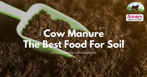 2023 Ultimate Guide to Granulated Cow Manure: Revolutionizing Soil Health and Profitability