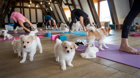 2025's Best Puppy Yoga Classes VS Classes Without the Pups