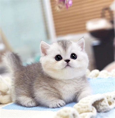 2025's Luxurious Scottish Fold Munchkin: For Sale in Singapore!