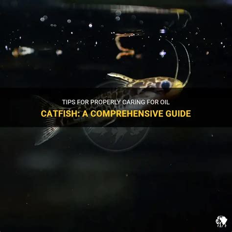 2025's Ultimate Guide: Catfish Oil VS Cat-Friendly Camping