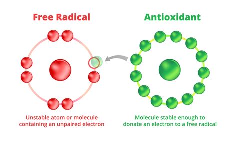 2025: Benevet Antioxidants VS. Free Radicals: The Ultimate Showdown