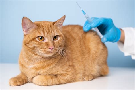 2025: Cat Vaccination and Health Check-ups VS Owner Neglect