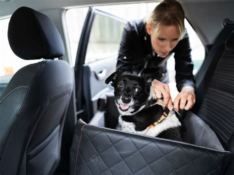 2025: Human Dog Bed VS Pet-Friendly Road Trips